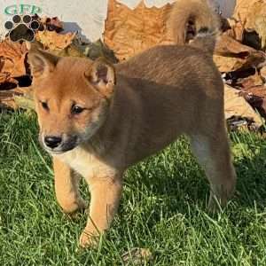 Finn, Shiba Inu Puppy